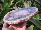 Polished and Natural Brown Podocarpus Petrified Wood Slices x 4 From Marovoay, Madagascar