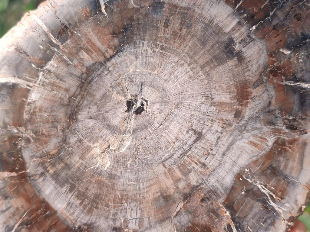 Polished and Natural Brown Podocarpus Petrified Wood Slices x 4 From Marovoay, Madagascar