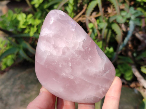 Polished Rose Quartz Standing Display Pieces x 6 From Zimbabwe