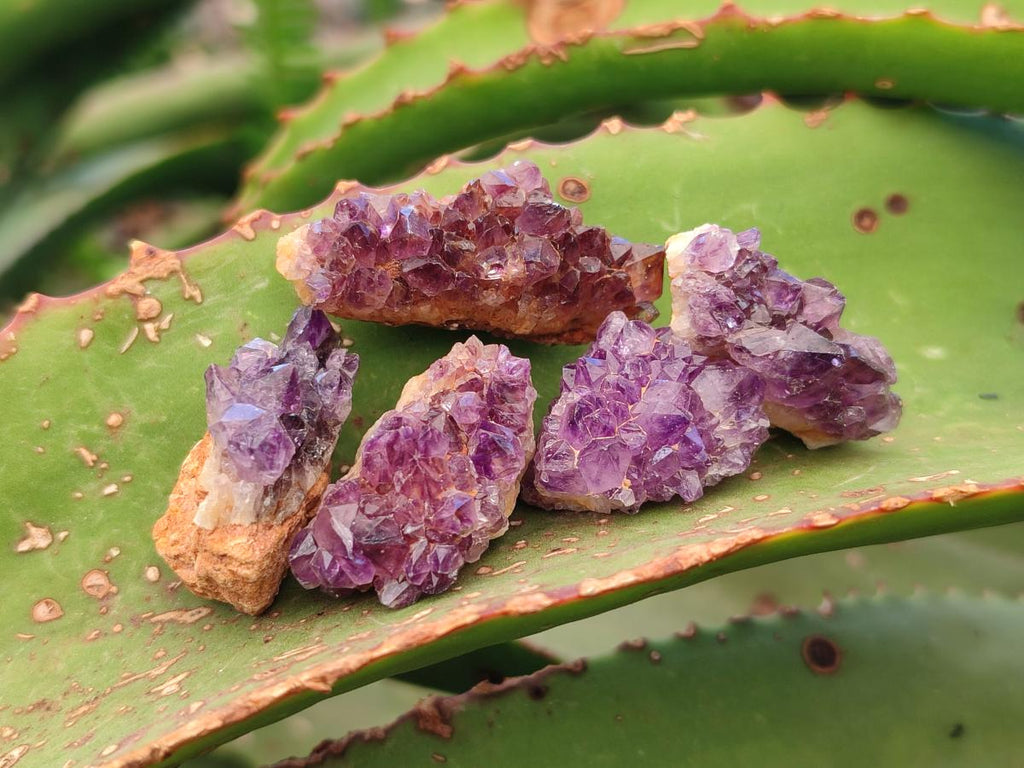 Natural Dark Purple Amethyst Clusters x 151 From Boekenhouthoek, South Africa