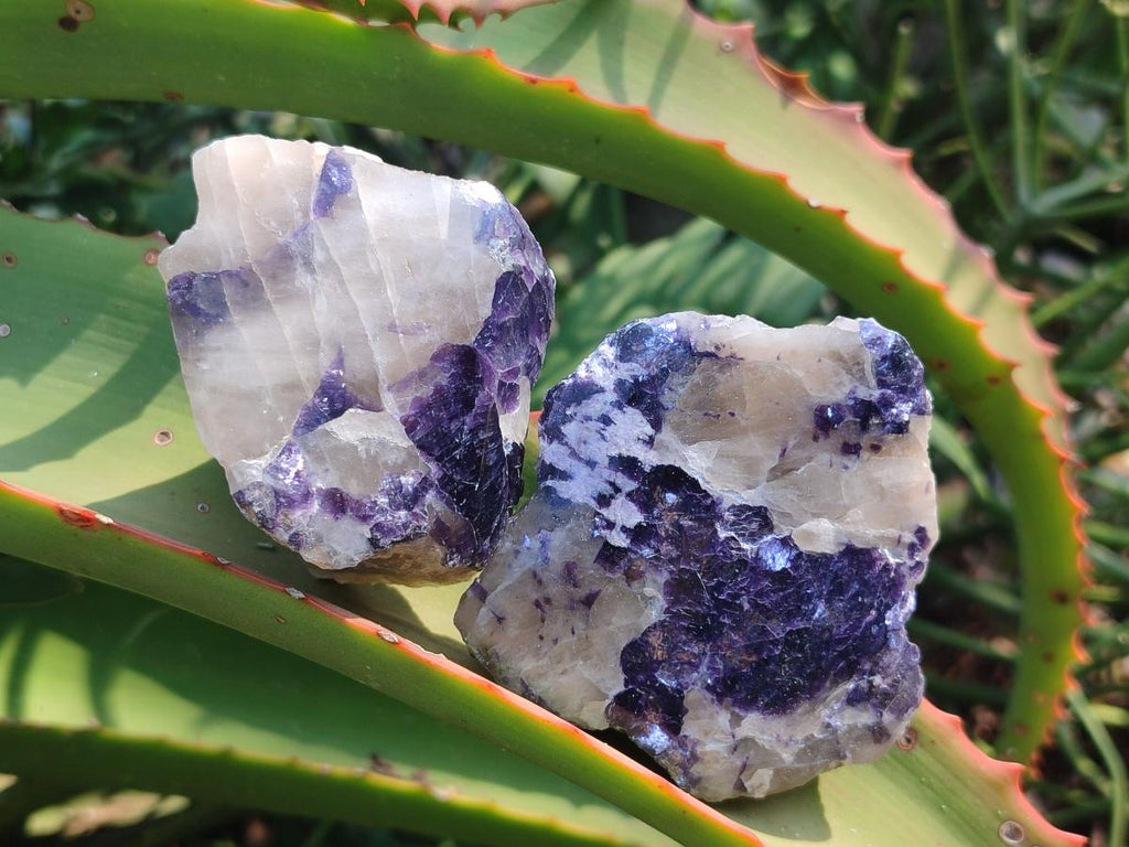 Polished One Side Lithium Silver Leaf Lepidolite x 24 From Zimbabwe