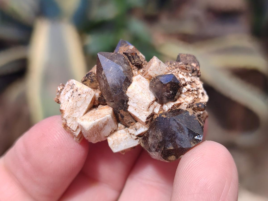 Natural Aegirine Crystals with Associated Minerals x 41 From Zomba, Malawi