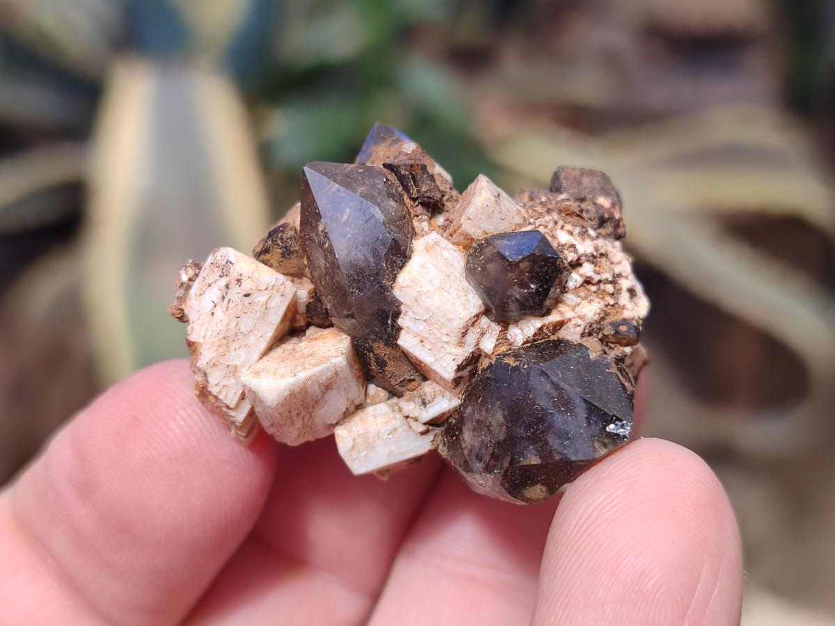 Natural Aegirine Crystals with Associated Minerals x 41 From Zomba, Malawi