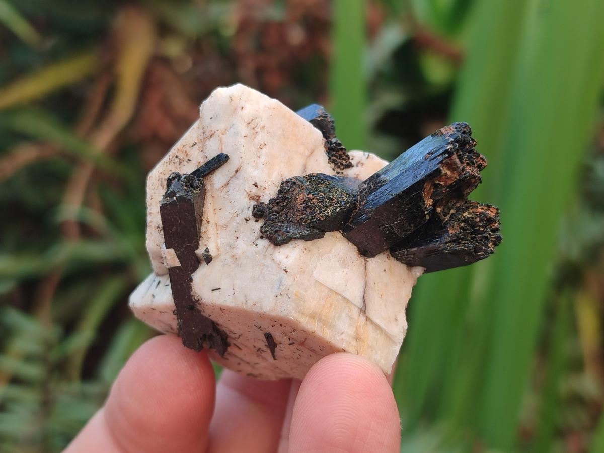 Natural Aegirine Crystals with Associated Minerals x 41 From Zomba, Malawi