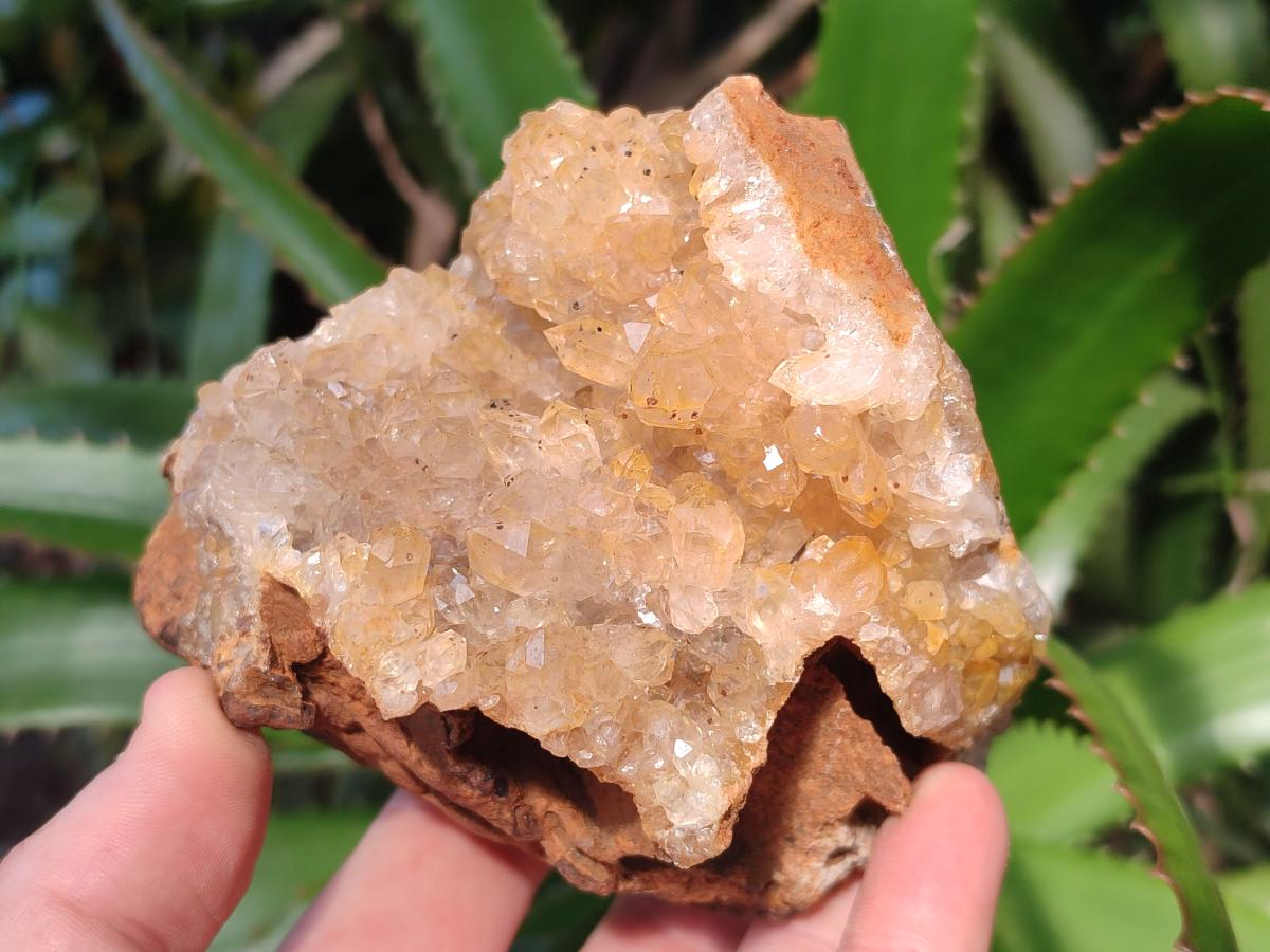 Natural Golden Limonite Quartz Clusters x 4 From Solwezi, Zambia
