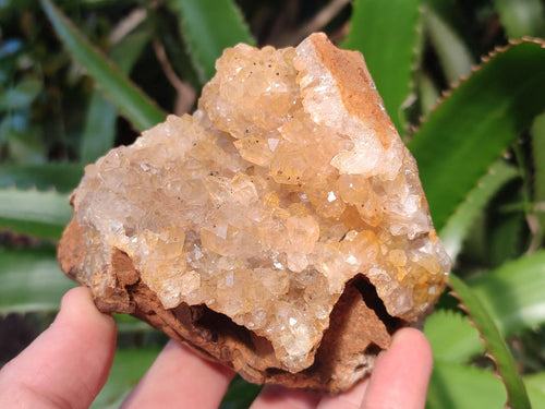 Natural Golden Limonite Quartz Clusters x 4 From Solwezi, Zambia