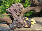 Natural Smokey Fluorite Specimens with Yellow Muscovite Mica x 12 From Erongo, Namibia