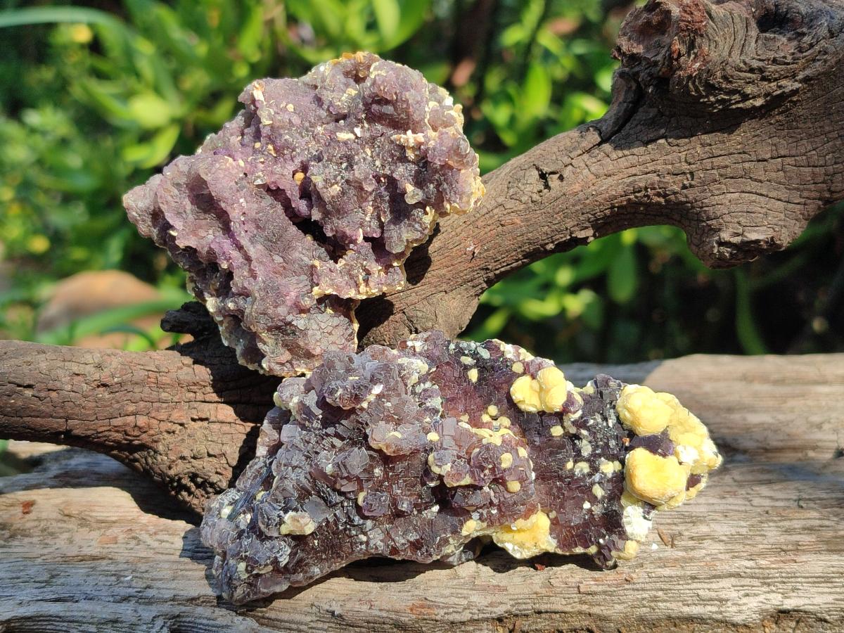 Natural Smokey Fluorite Specimens with Yellow Muscovite Mica x 12 From Erongo, Namibia