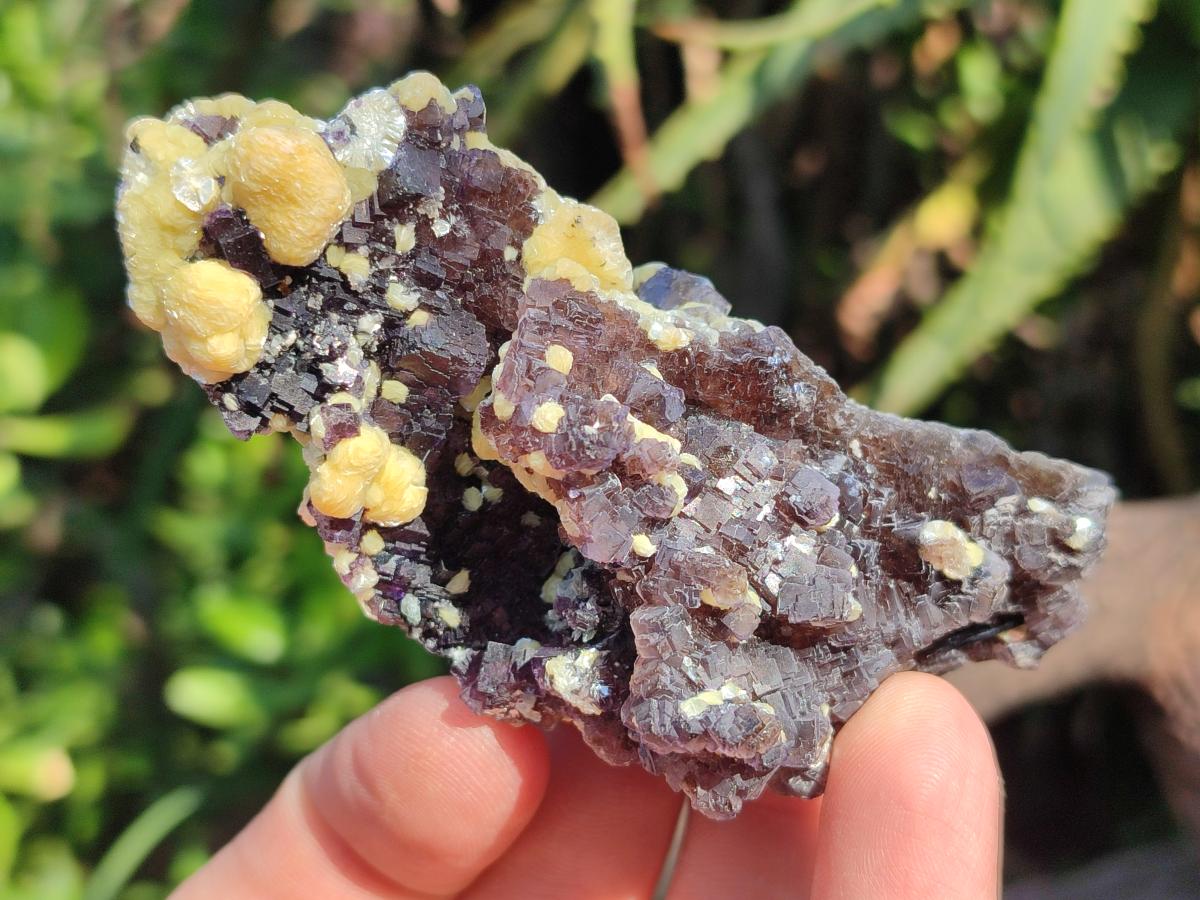 Natural Smokey Fluorite Specimens with Yellow Muscovite Mica x 12 From Erongo, Namibia