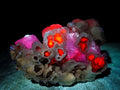 Natural Drusy Quartz Coated Calcite Crystal and Cluster Specimens x 8 From Albert's Mountain, Lesotho