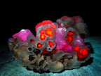 Natural Drusy Quartz Coated Calcite Crystal and Cluster Specimens x 8 From Albert's Mountain, Lesotho