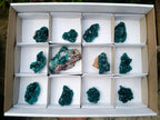 Natural Dioptase Specimen on Dolomite x 12 From Mashamba East Mine, Congo