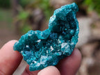Natural Dioptase Specimen on Dolomite x 12 From Mashamba East Mine, Congo
