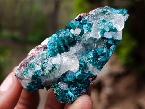 Natural Dioptase Specimen on Dolomite x 12 From Mashamba East Mine, Congo