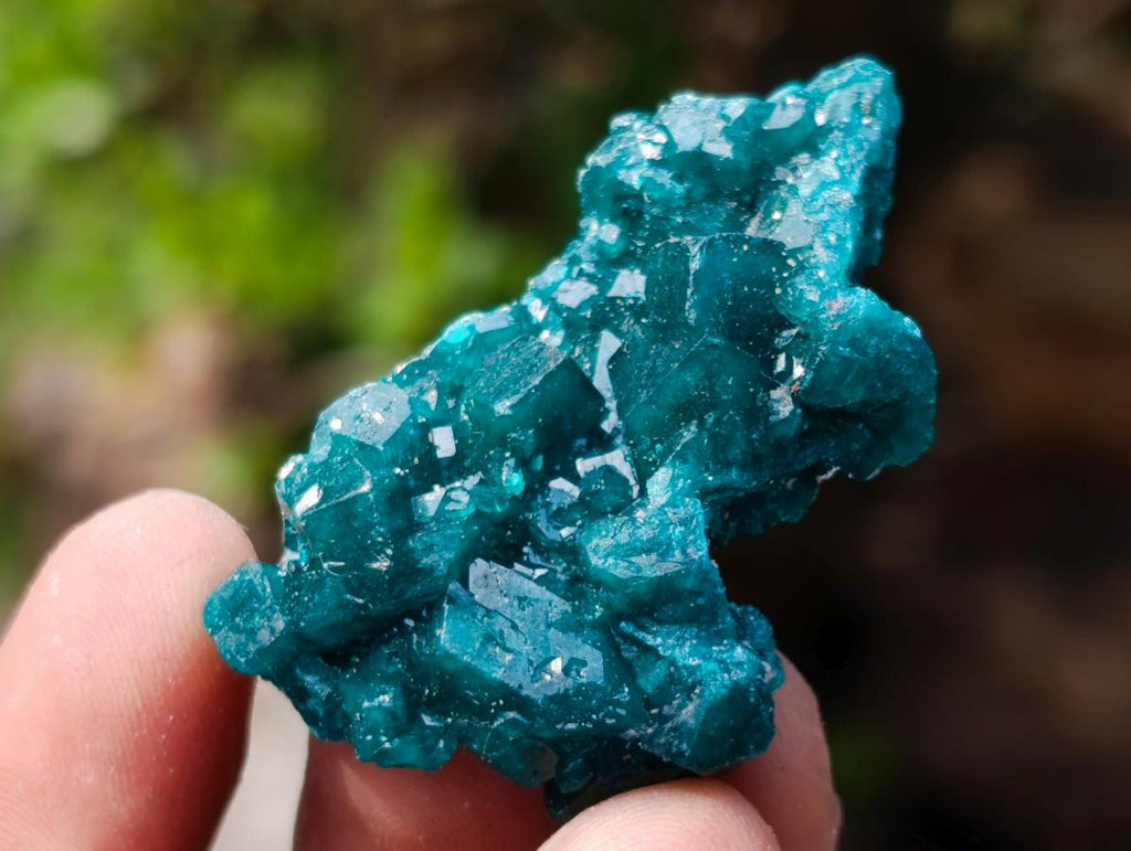 Natural Dioptase Specimen on Dolomite x 12 From Mashamba East Mine, Congo