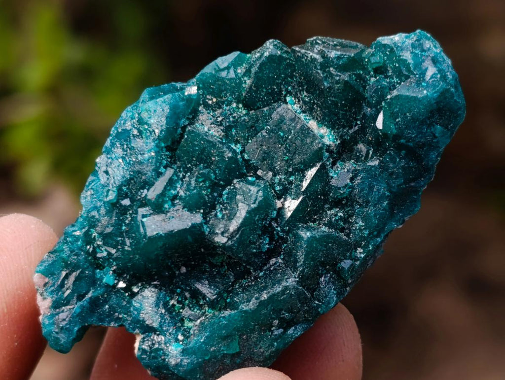 Natural Dioptase Specimen on Dolomite x 12 From Mashamba East Mine, Congo
