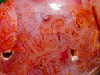 Polished Carnelian Agate Gemstone Galets x 12 From Madagascar