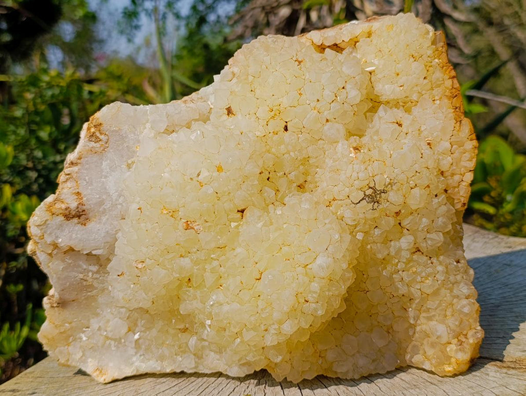 Natural XL Light Limonite Quartz Cluster x 1 From Namibia