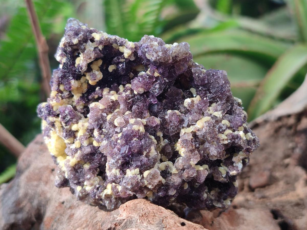 Natural Smokey and Purple Fluorite Specimens with Yellow Muscovite and Vermiculite Mica x 12 From Erongo, Namibia