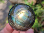 Polished Labradorite Spheres x 6 From Madagascar