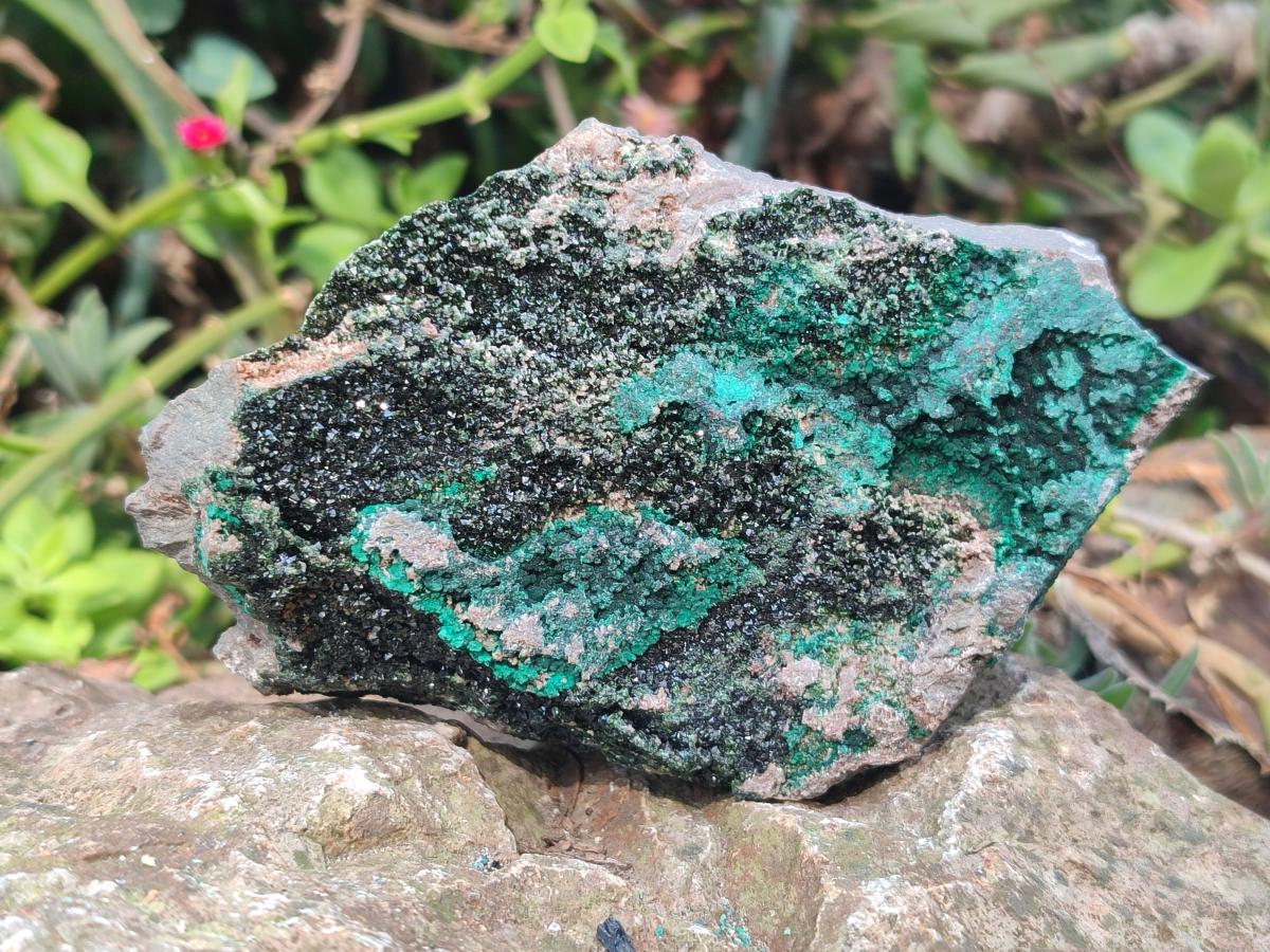 Natural Crystalline Libethenite Specimens on Dolomite Matrix x 4 From Shituru, Congo