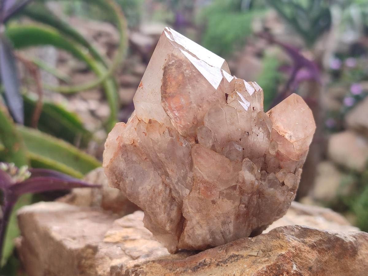 Natural Cascading White Phantom Smokey and Citrine Luena Quartz Clusters x 12 From Luena, Congo