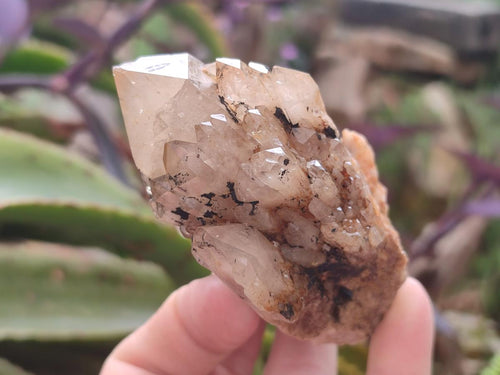 Natural Cascading White Phantom Smokey and Citrine Luena Quartz Clusters x 12 From Luena, Congo