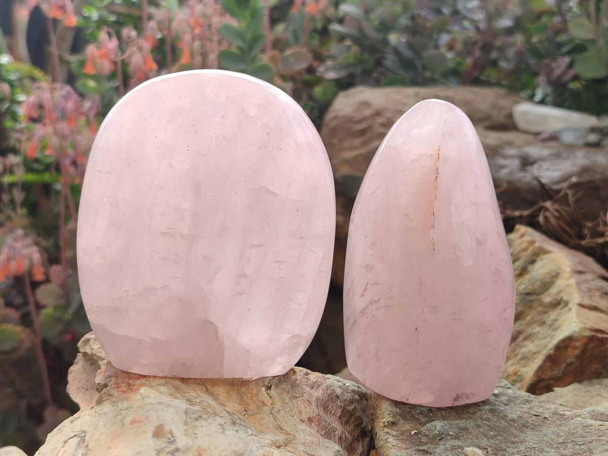 Polished Rose Quartz Standing Display Pieces x 7 From Zimbabwe