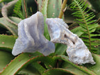 Natural Etched Blue Chalcedony Specimens x 12 From Nsanje, Malawi