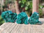 Natural Small Dioptase Specimens on Dolomite Matrix x 20 From Tantara Mine, Congo