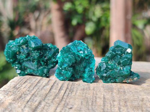 Natural Small Dioptase Specimens on Dolomite Matrix x 20 From Tantara Mine, Congo