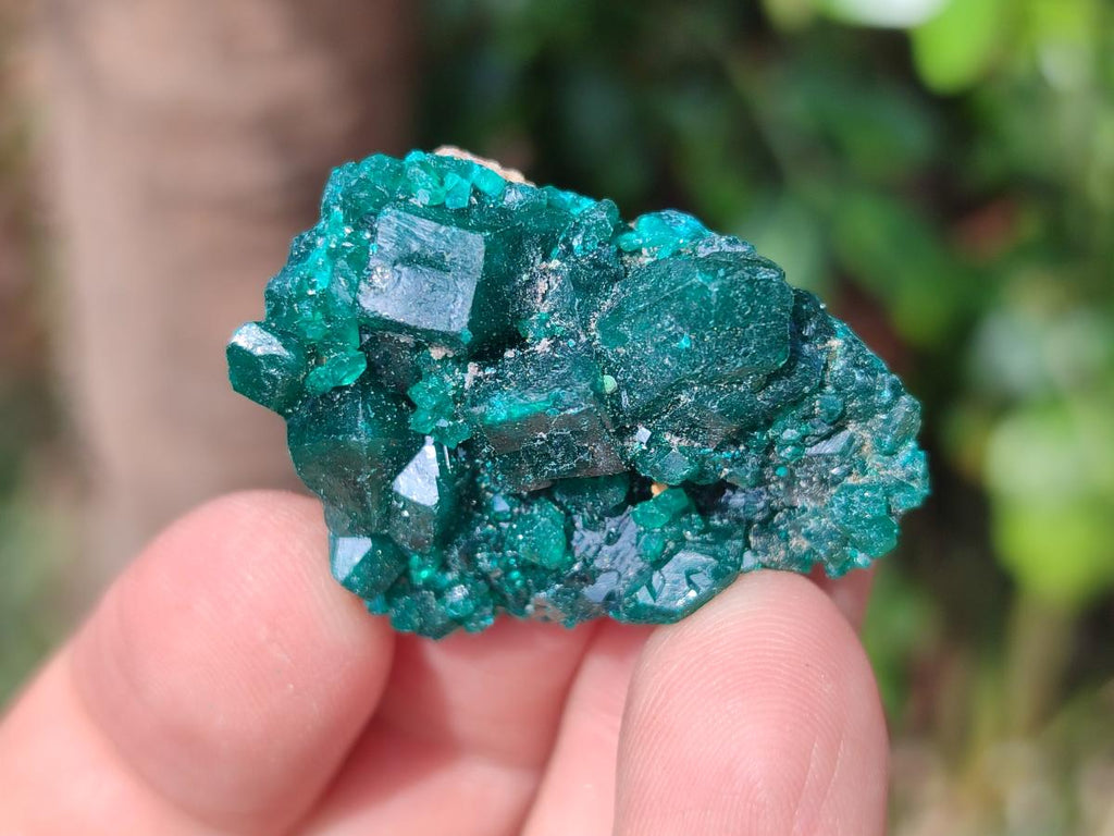 Natural Small Dioptase Specimens on Dolomite Matrix x 20 From Tantara Mine, Congo