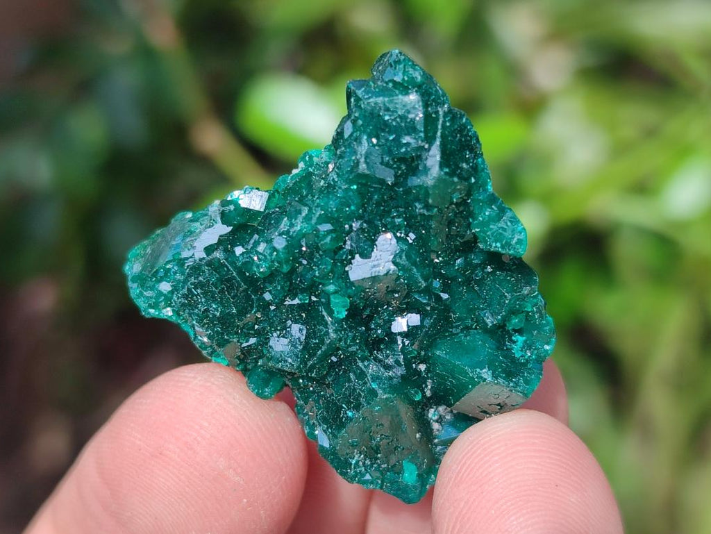 Natural Small Dioptase Specimens on Dolomite Matrix x 20 From Tantara Mine, Congo