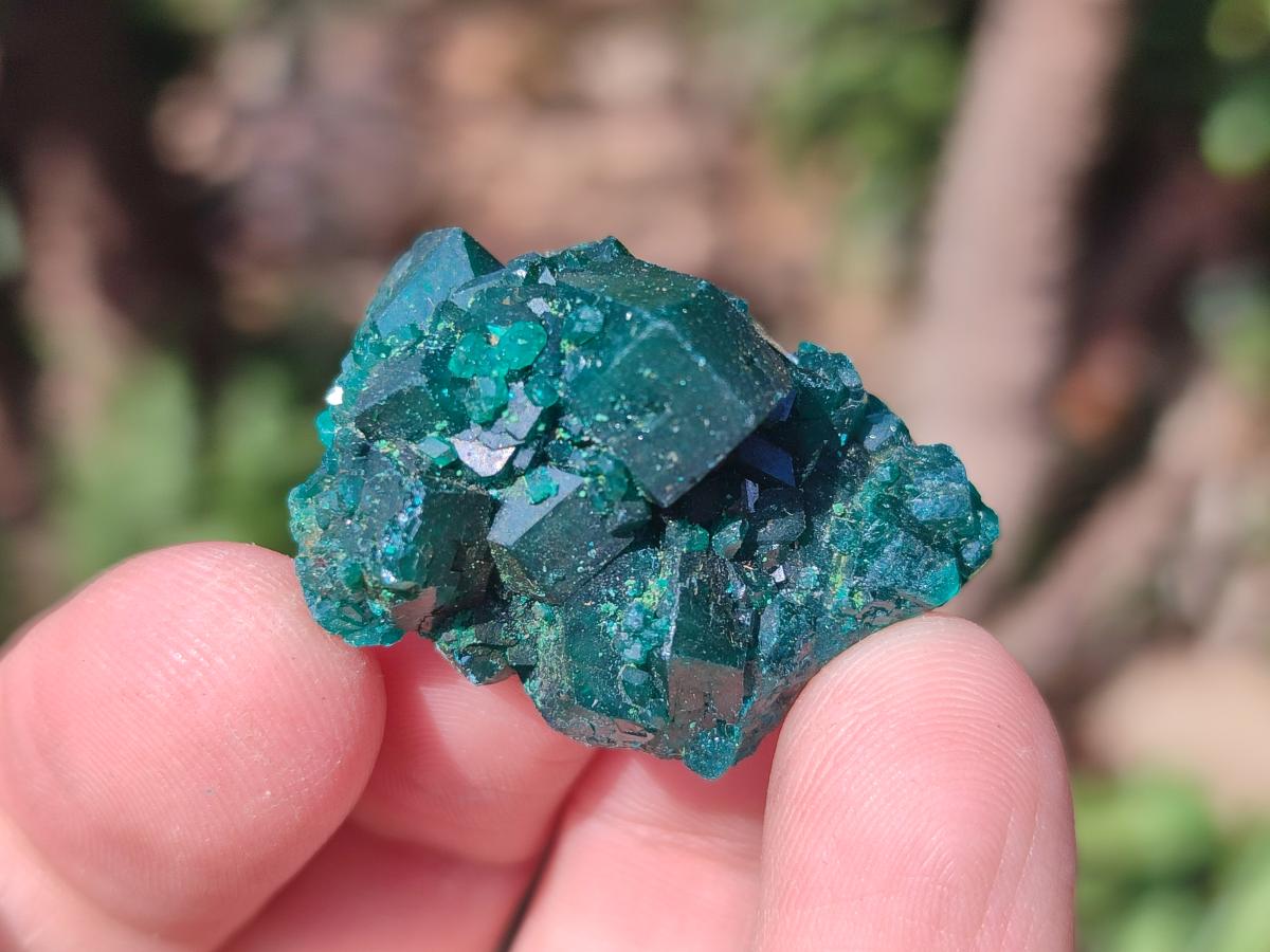 Natural Small Dioptase Specimens on Dolomite Matrix x 20 From Tantara Mine, Congo