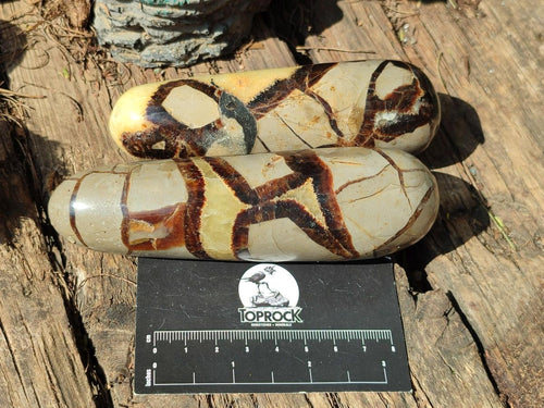 Polished Large Septerye Massage Wands x 6 From Mahajanga, Madagascar