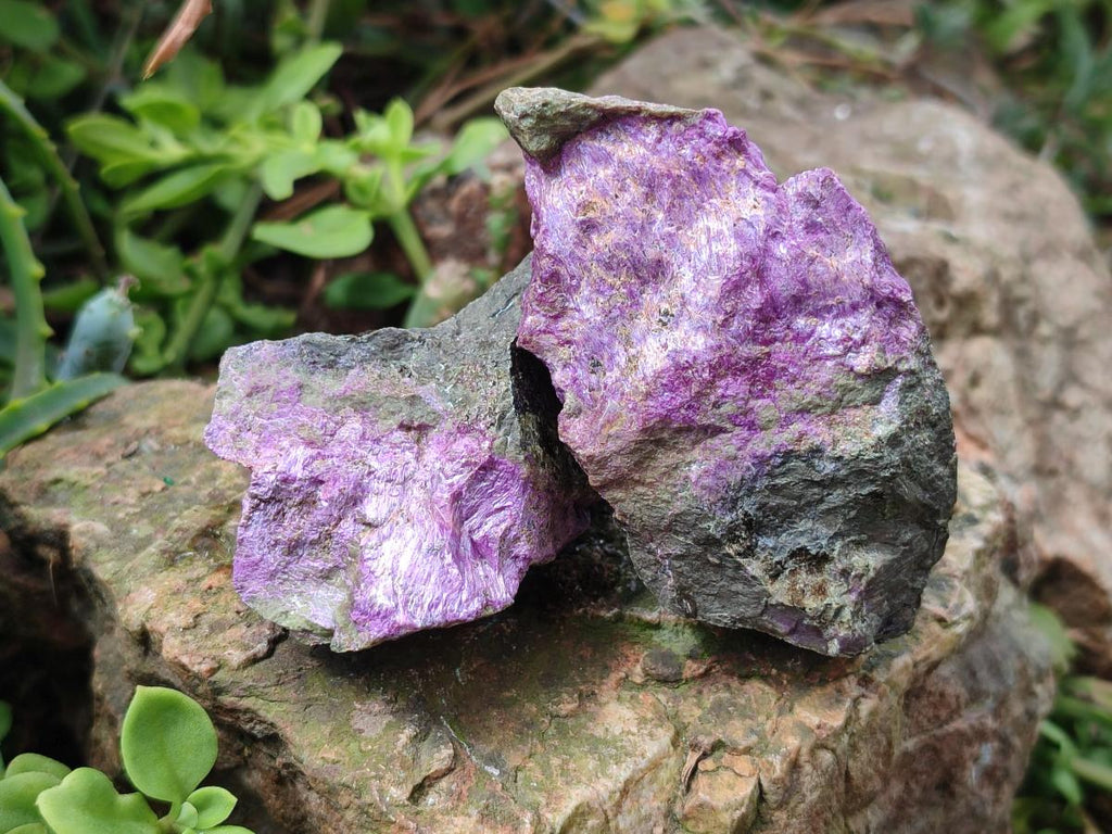 Natural Cobbed Stichtite Specimens x 12 From Barberton, South Africa
