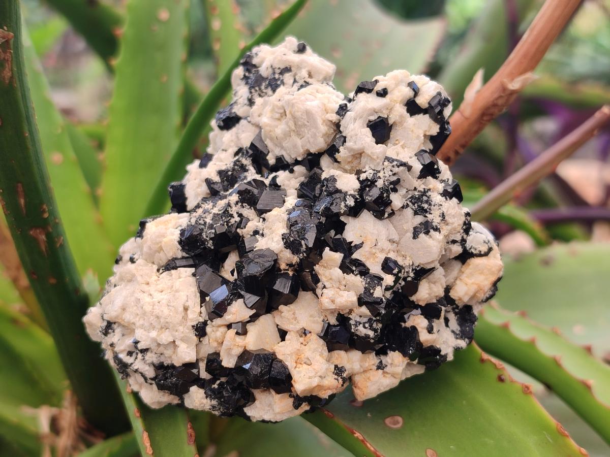Natural Schorl Black Tourmaline Crystal Specimens with Associated Minerals x 13 From Erongo, Namibia
