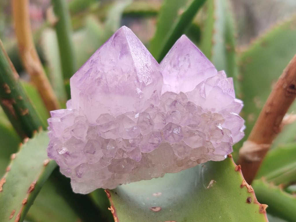 Natural Spirit Amethyst Clusters x 12 From Boekenhouthoek, South Africa