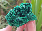 Natural Silky Malachite Specimens x 6 From Kasompe, Congo