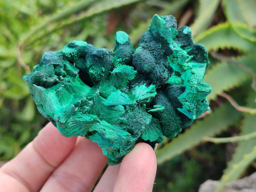 Natural Silky Malachite Specimens x 6 From Kasompe, Congo