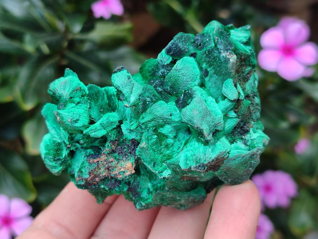 Natural Silky Malachite Specimens x 6 From Kasompe, Congo