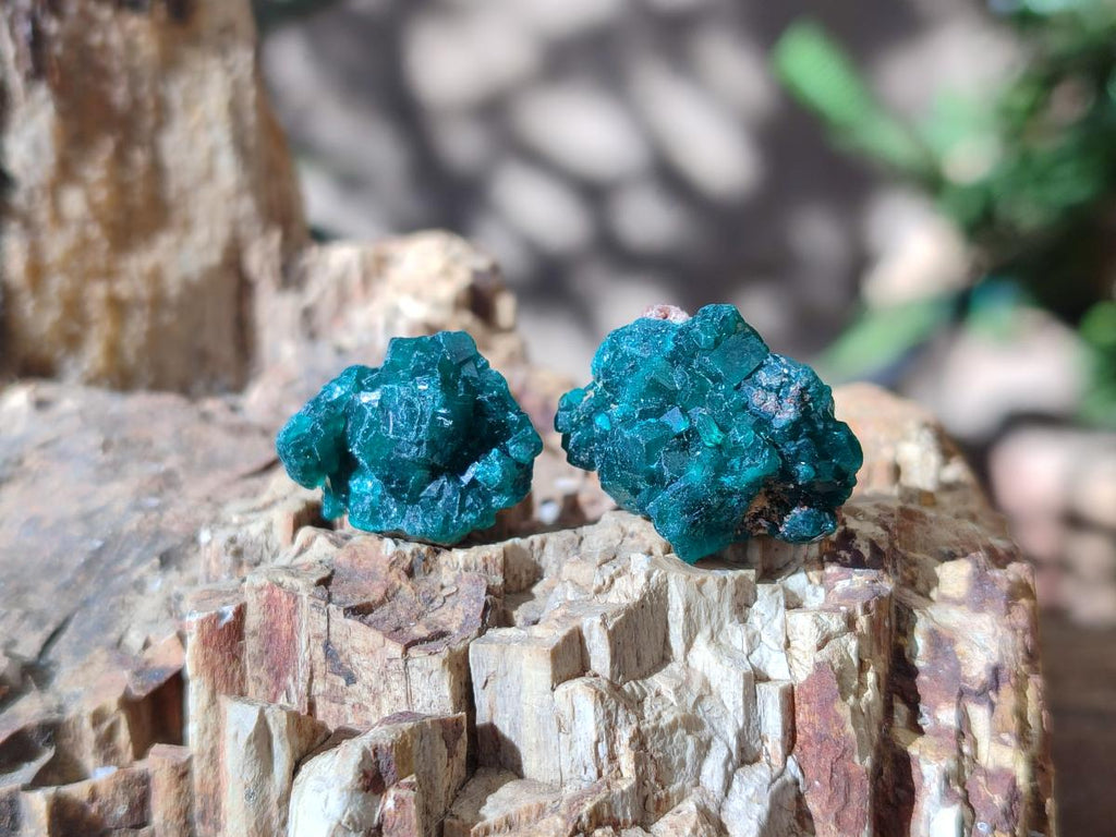 Natural Small Dioptase Cluster Specimens on Dolomite x 70 From Tantara Mine, Congo