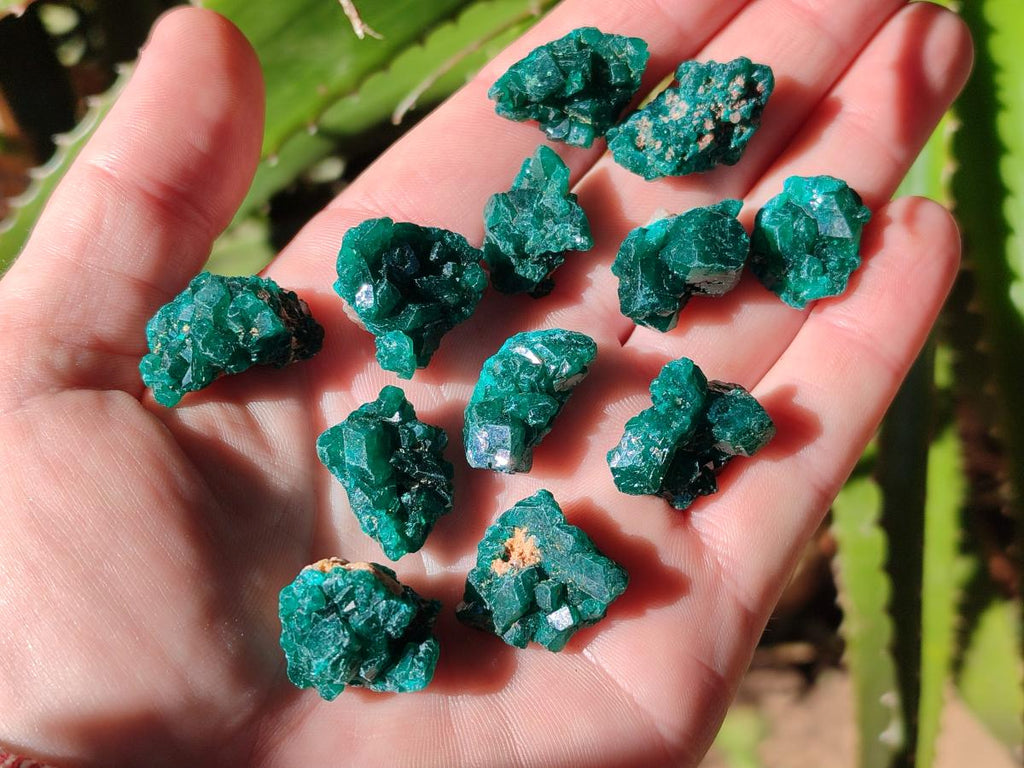 Natural Small Dioptase Cluster Specimens on Dolomite x 70 From Tantara Mine, Congo