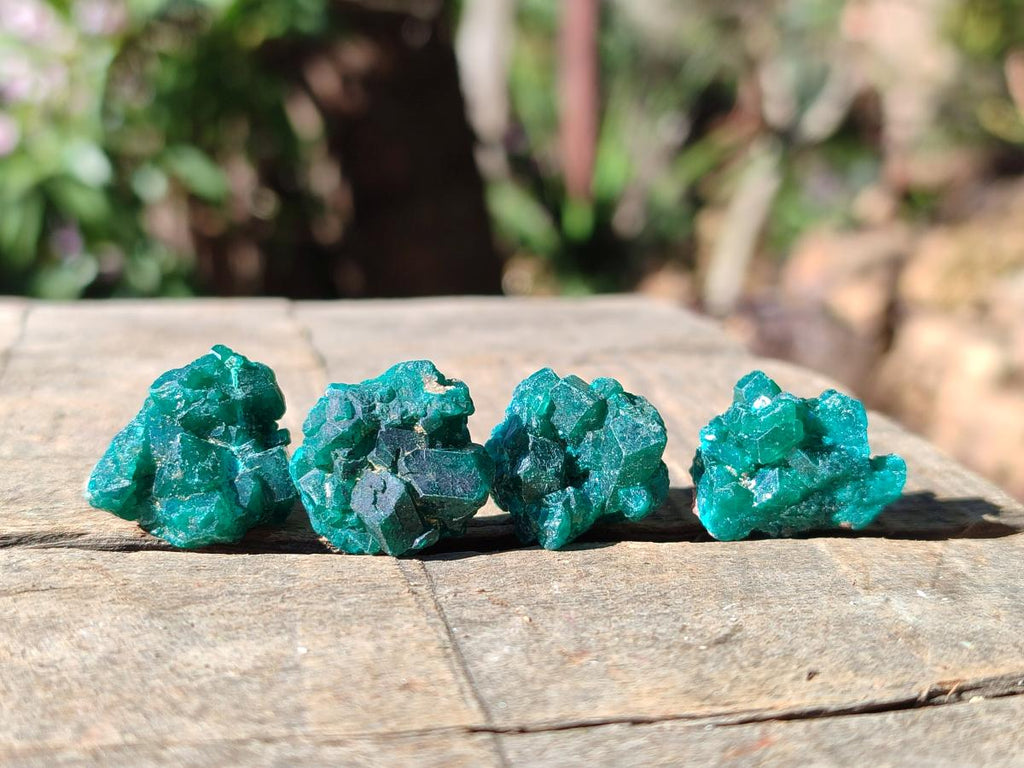 Natural Small Dioptase Cluster Specimens on Dolomite x 70 From Tantara Mine, Congo
