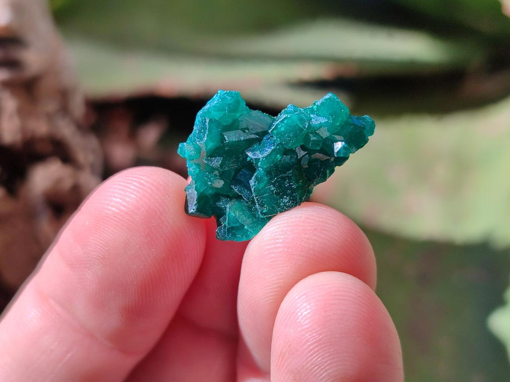Natural Small Dioptase Cluster Specimens on Dolomite x 70 From Tantara Mine, Congo