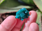 Natural Small Dioptase Cluster Specimens on Dolomite x 70 From Tantara Mine, Congo