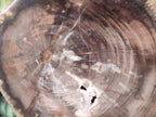 Polished One Side Dadoxylon Petrified Wood Tree Branches x 2 From Gokwe, Zimbabwe