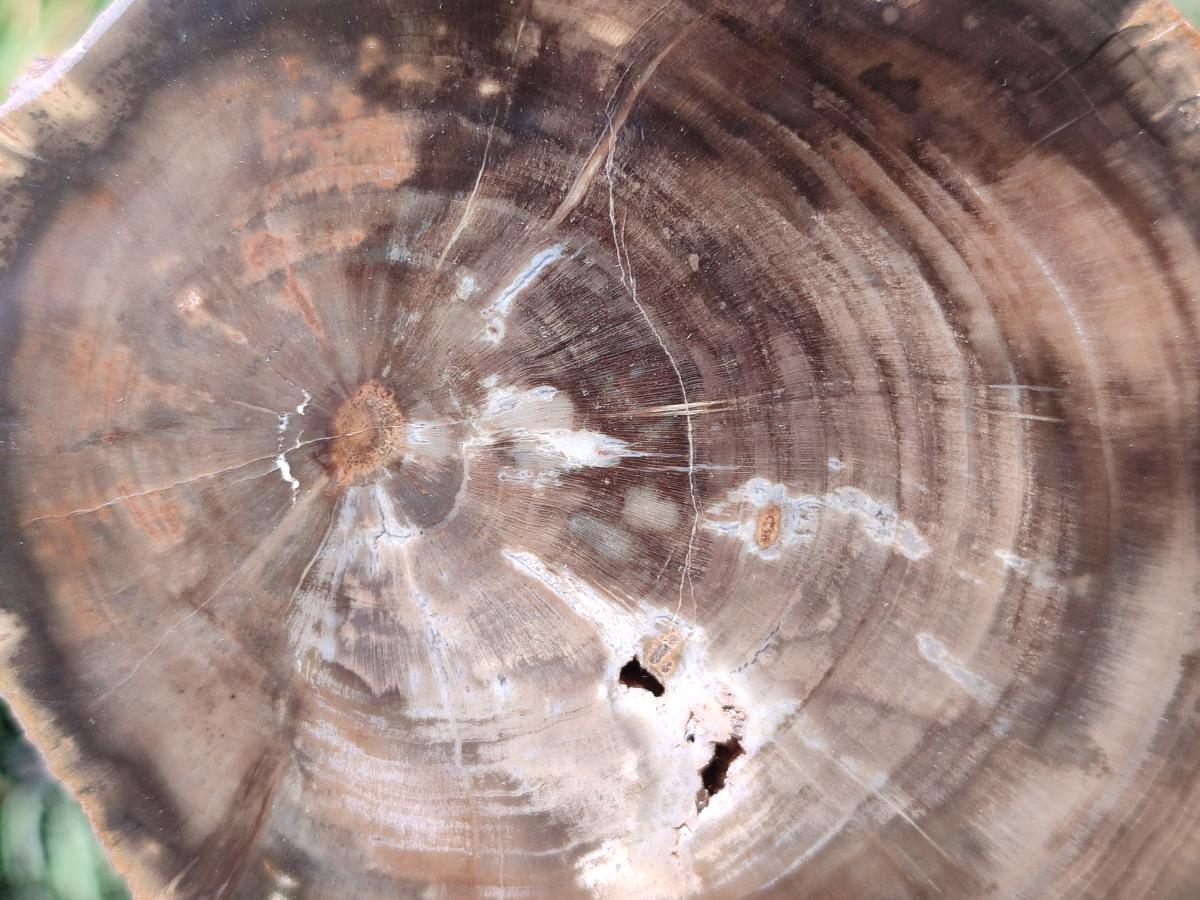 Polished One Side Dadoxylon Petrified Wood Tree Branches x 2 From Gokwe, Zimbabwe