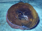 Polished One Side Dadoxylon Petrified Wood Tree Branches x 2 From Gokwe, Zimbabwe