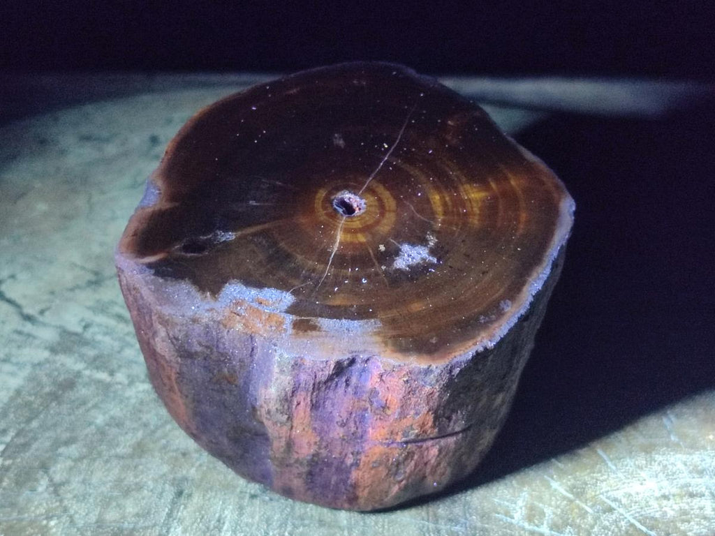 Polished One Side Dadoxylon Petrified Wood Tree Branches x 2 From Gokwe, Zimbabwe